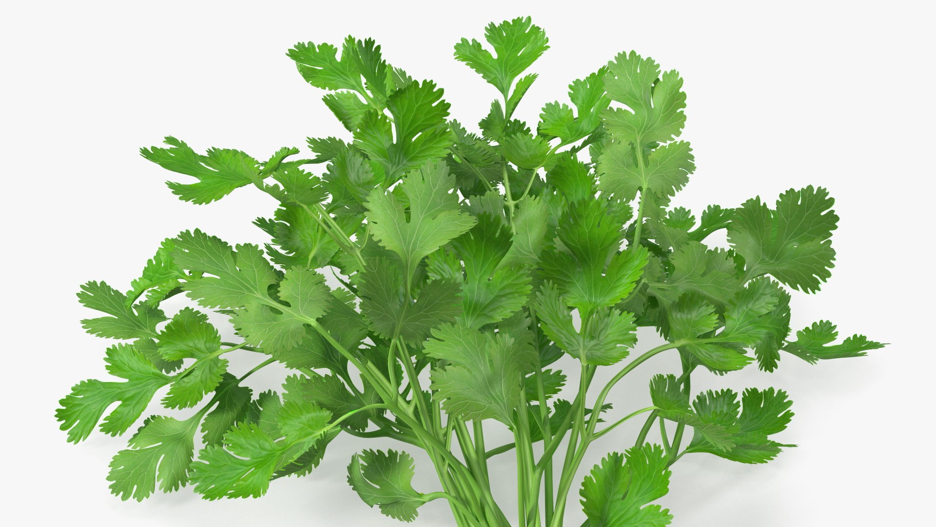 3D Salad Greens Collection 4 model https://p.turbosquid.com/ts-thumb/tV/HDUjp3/ca/saladgreenscollection43dsmodel013/jpg/1660084308/1920x1080/fit_q87/9b4726c20e655cf1feb116056cdb72f91213f5f5/saladgreenscollection43dsmodel013.jpg