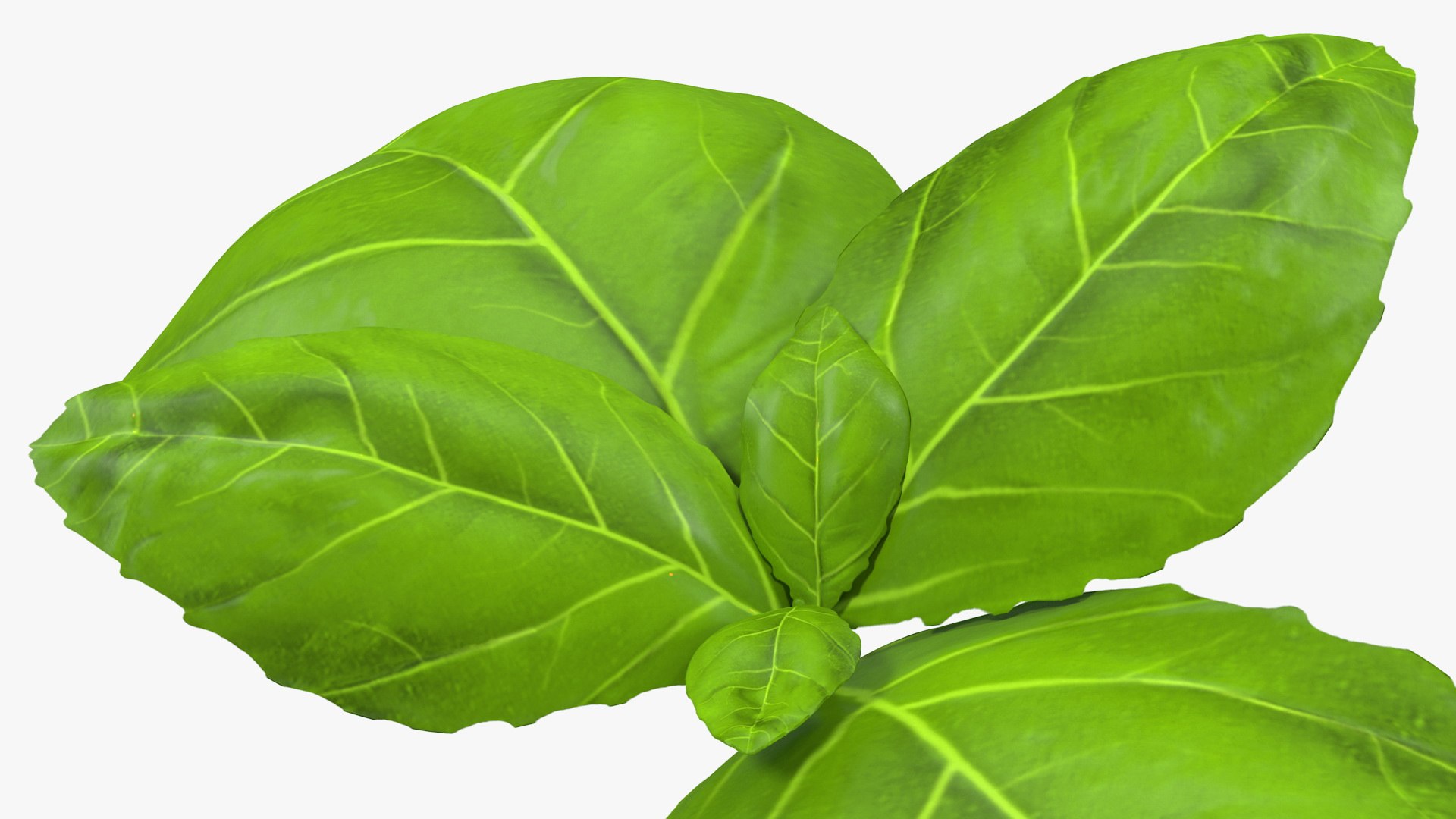 3D Salad Greens Collection 4 model https://p.turbosquid.com/ts-thumb/tV/HDUjp3/cj/saladgreenscollection43dsmodel058/jpg/1660084444/1920x1080/fit_q87/06df3cc36fbce5e87cb5a6e705bb89c9186c4121/saladgreenscollection43dsmodel058.jpg