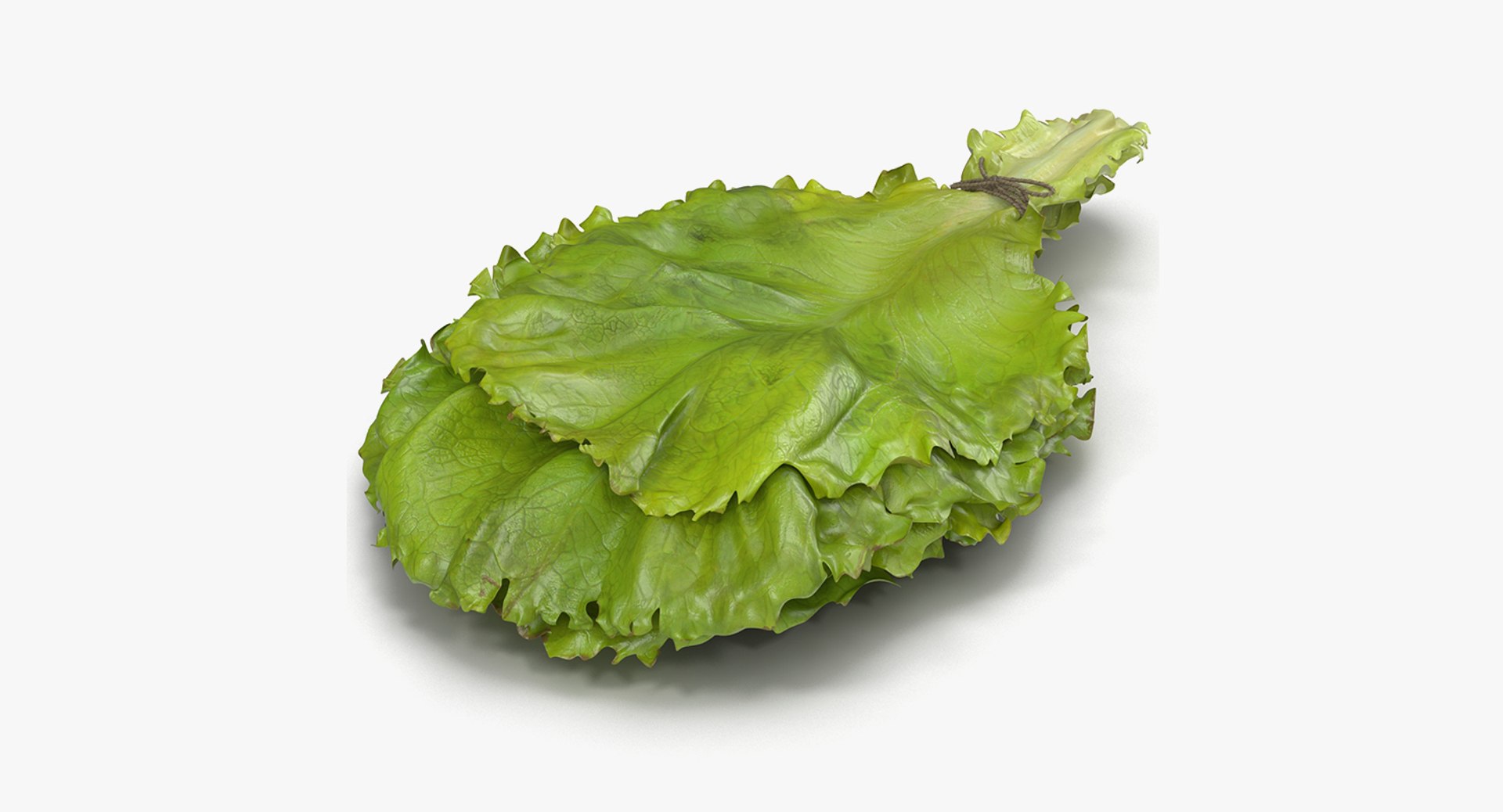 3D Salad Greens Collection 4 model https://p.turbosquid.com/ts-thumb/tV/HDUjp3/gI/saladgreenscollection43dsmodel073/jpg/1660084488/1920x1080/fit_q87/0b96551440adad8bc6876e6358fde647391e054e/saladgreenscollection43dsmodel073.jpg