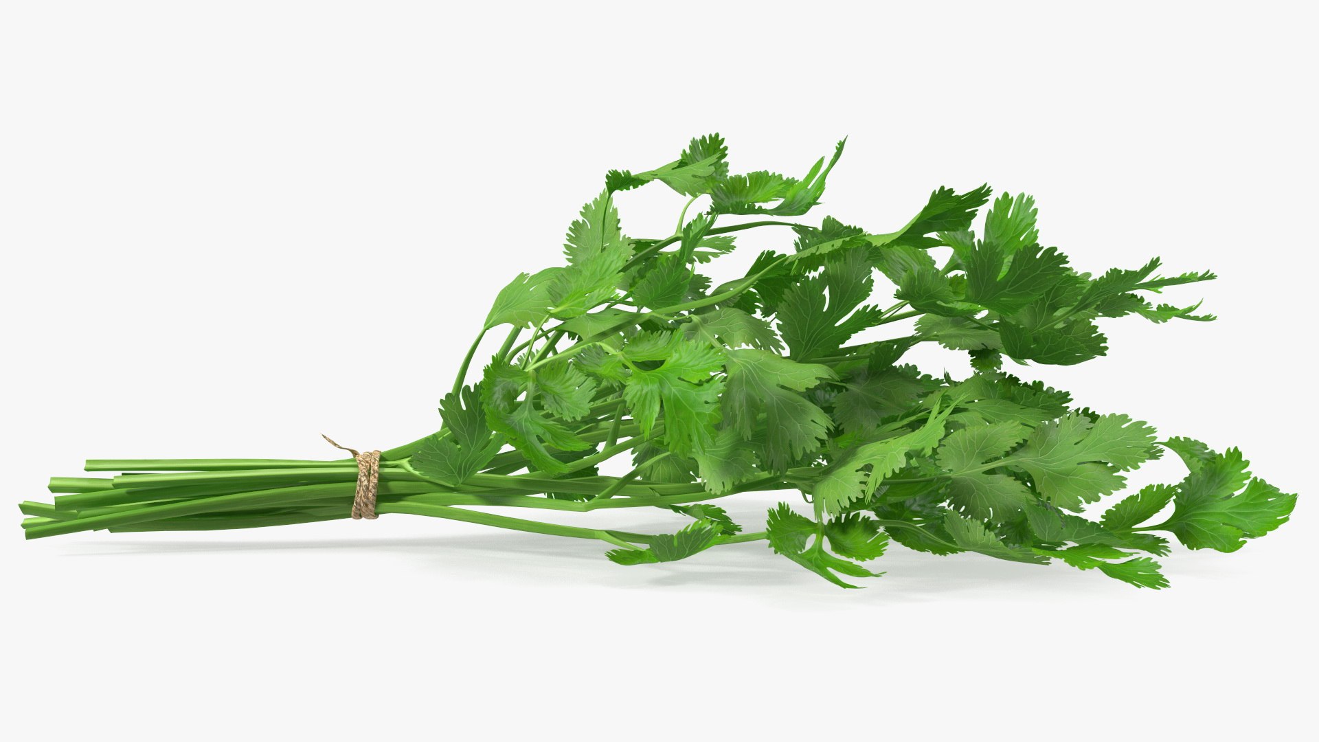 3D Salad Greens Collection 4 model https://p.turbosquid.com/ts-thumb/tV/HDUjp3/h4/saladgreenscollection43dsmodel011/jpg/1660084303/1920x1080/fit_q87/28bafa99b68507a17b6d3c53864920db59d58414/saladgreenscollection43dsmodel011.jpg