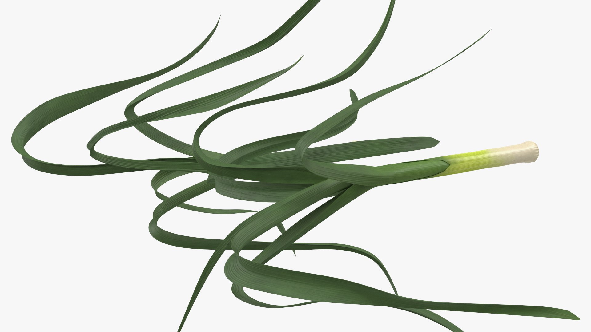 3D Salad Greens Collection 4 model https://p.turbosquid.com/ts-thumb/tV/HDUjp3/hb/saladgreenscollection43dsmodel026/jpg/1660084349/1920x1080/fit_q87/61e494d8d5e910640104ce17a52175d982ab7fba/saladgreenscollection43dsmodel026.jpg