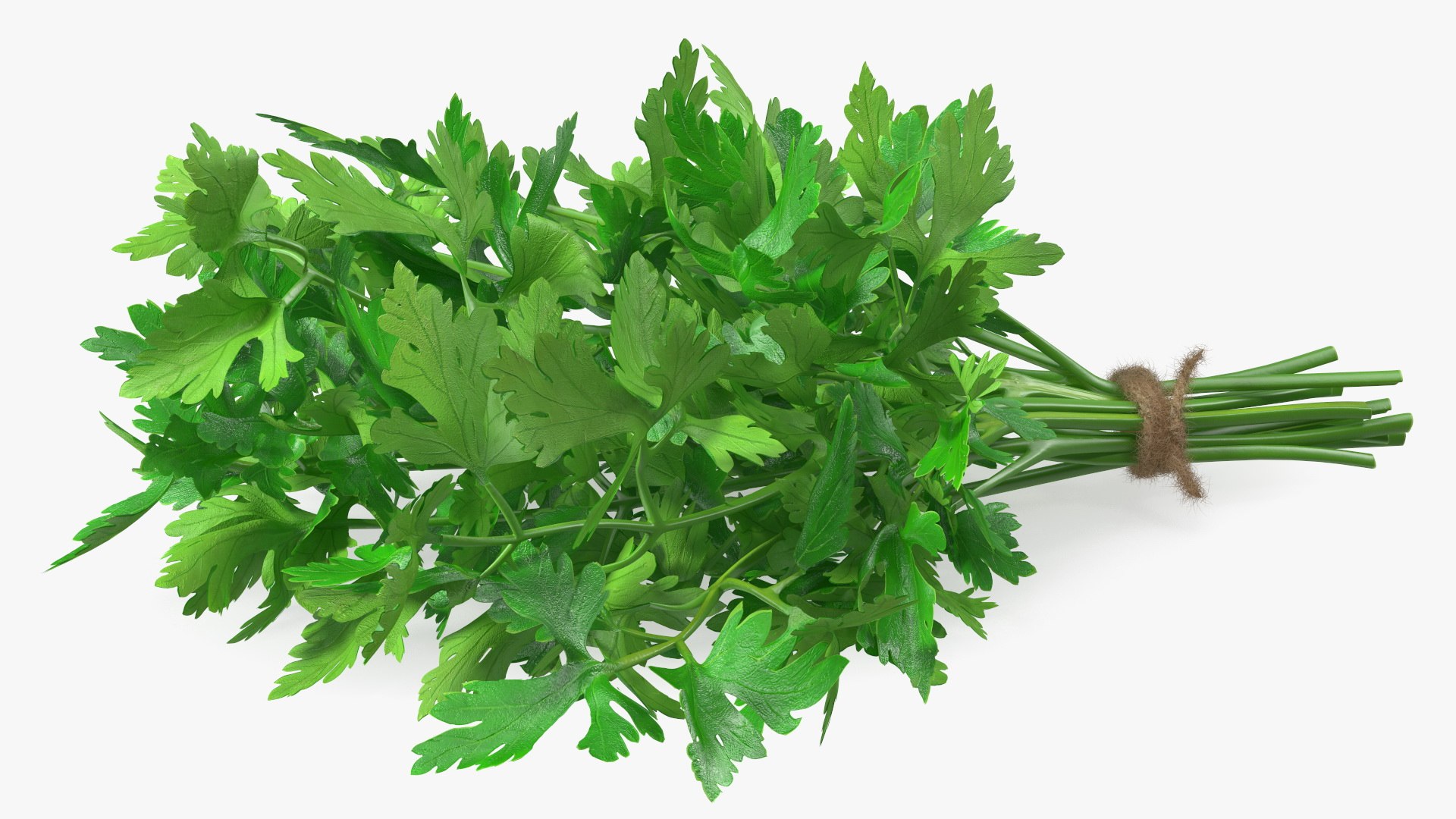 3D Salad Greens Collection 4 model https://p.turbosquid.com/ts-thumb/tV/HDUjp3/hn/saladgreenscollection43dsmodel037/jpg/1660084382/1920x1080/fit_q87/4b27bae6518e3b25d3002c2cd042dcde68d1f7f9/saladgreenscollection43dsmodel037.jpg