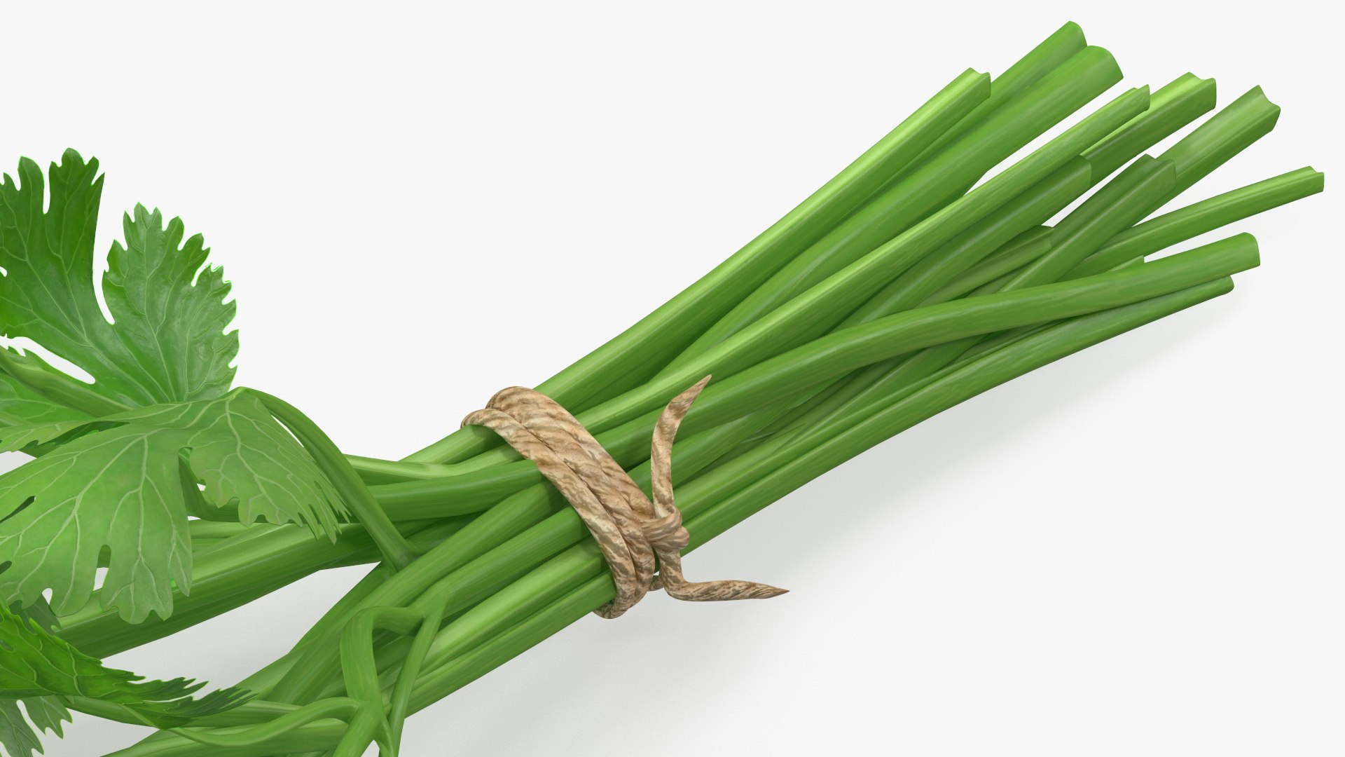 3D Salad Greens Collection 4 model https://p.turbosquid.com/ts-thumb/tV/HDUjp3/iX/saladgreenscollection43dsmodel015/jpg/1660084314/1920x1080/fit_q87/48f9f3775747480950409955fc8bd9333c806733/saladgreenscollection43dsmodel015.jpg