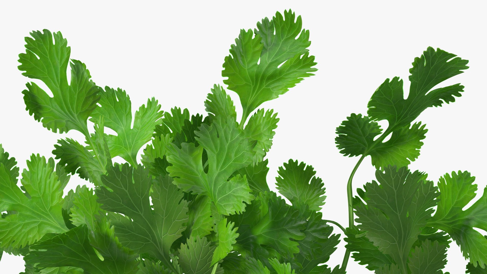 3D Salad Greens Collection 4 model https://p.turbosquid.com/ts-thumb/tV/HDUjp3/ob/saladgreenscollection43dsmodel016/jpg/1660084317/1920x1080/fit_q87/10dc0dbe4d22e5f203a870f220af316aa6cd958f/saladgreenscollection43dsmodel016.jpg