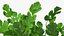 3D Salad Greens Collection 4 model