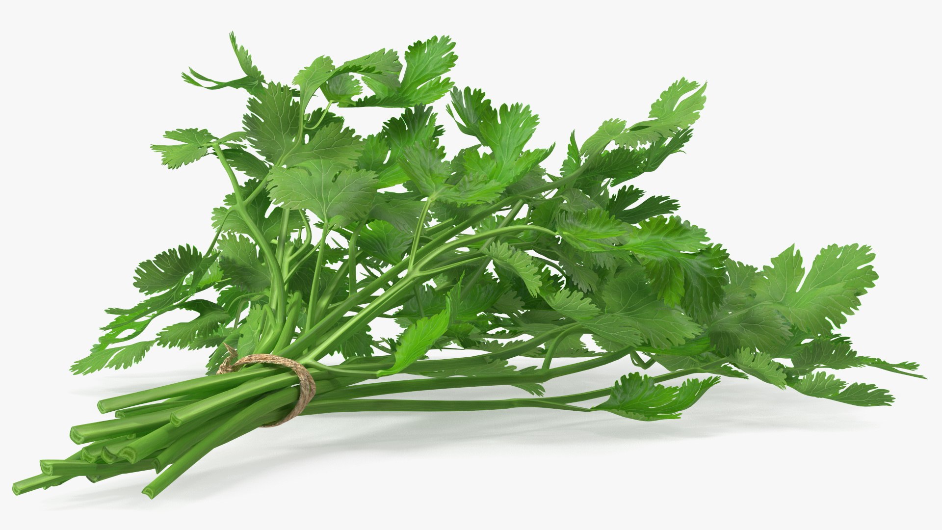 3D Salad Greens Collection 4 model https://p.turbosquid.com/ts-thumb/tV/HDUjp3/rF/saladgreenscollection43dsmodel012/jpg/1660084305/1920x1080/fit_q87/8f4d74b45cbb457ada86e8713566849df8890fee/saladgreenscollection43dsmodel012.jpg