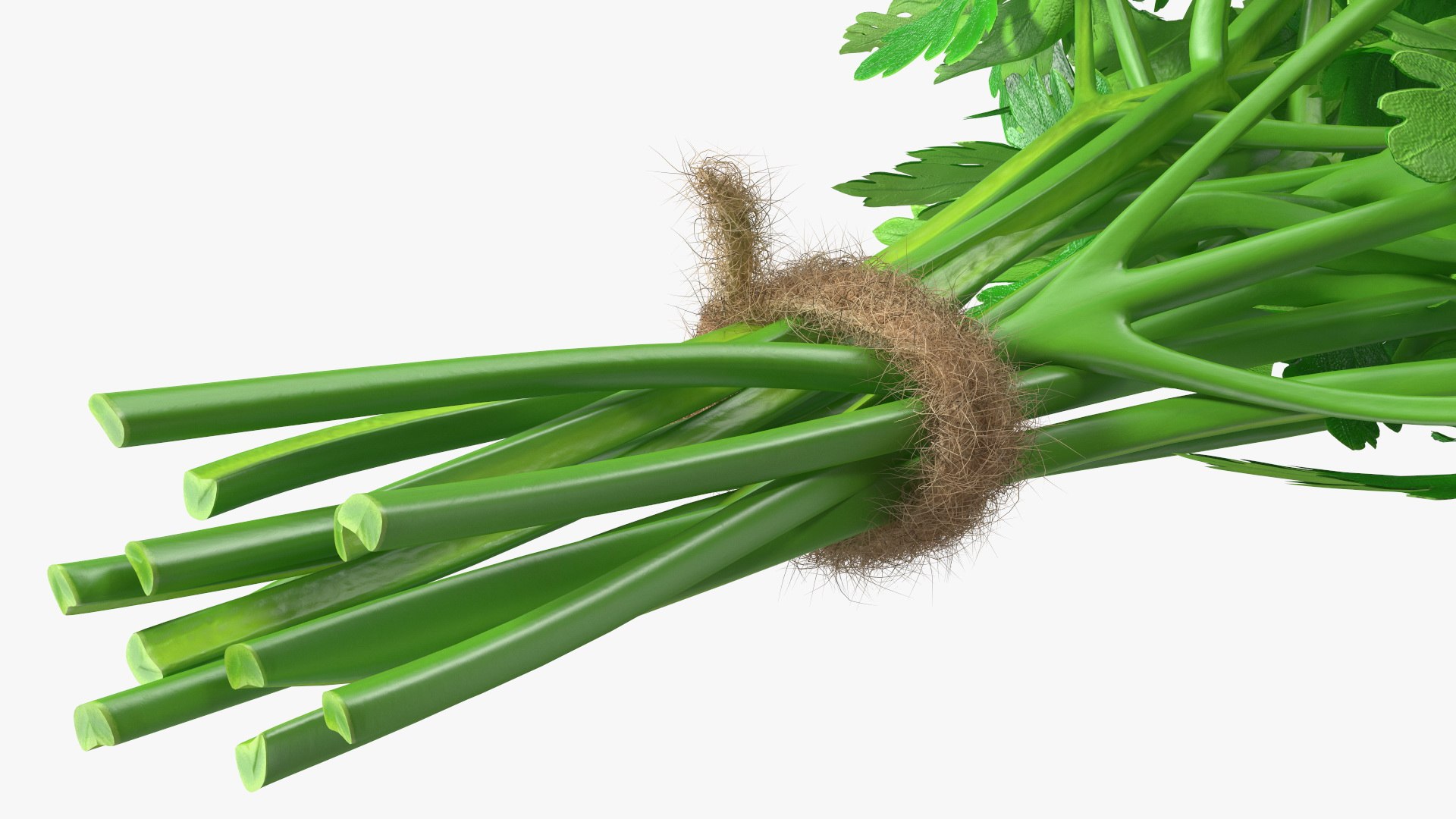 3D Salad Greens Collection 4 model https://p.turbosquid.com/ts-thumb/tV/HDUjp3/sd/saladgreenscollection43dsmodel040/jpg/1660084392/1920x1080/fit_q87/eb10b39a5d6bc61ac641a6907efdfc63908a8e53/saladgreenscollection43dsmodel040.jpg