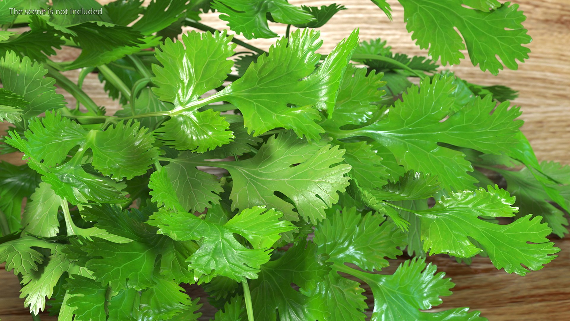 3D Salad Greens Collection 4 model https://p.turbosquid.com/ts-thumb/tV/HDUjp3/uj/saladgreenscollection43dsmodel006/jpg/1660084288/1920x1080/fit_q87/4b61e27f144c3e132c9db6d01f3b95510fcb80cf/saladgreenscollection43dsmodel006.jpg