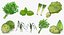 3D Salad Greens Collection 4 model