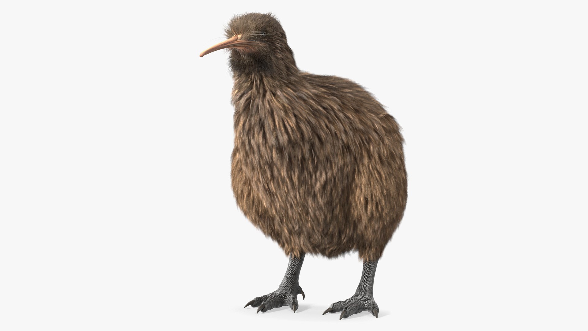 Kiwi Bird Fur Rigged(1) 3D model preview