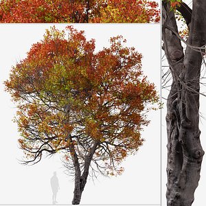 3D Trident Maple or Acer buergerianum Tree model