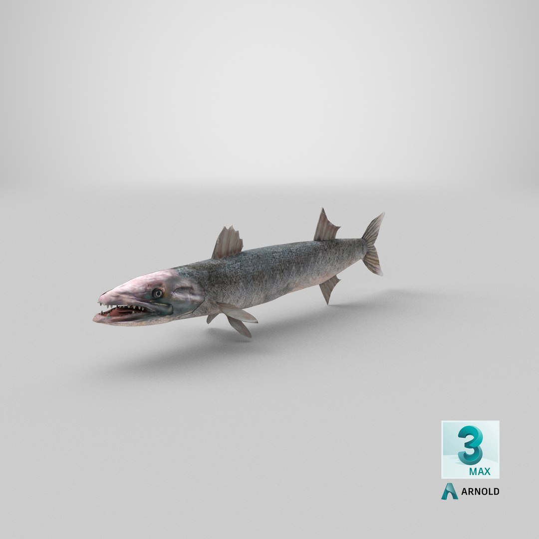 3d barracuda fish ray-finned https://p.turbosquid.com/ts-thumb/tV/pEbNOR/1B/stemcell_max_arnold_render/png/1628173645/1920x1080/fit_q87/8337d588df7495ea879f701fa90d1aba0ffdea12/stemcell_max_arnold_render.jpg