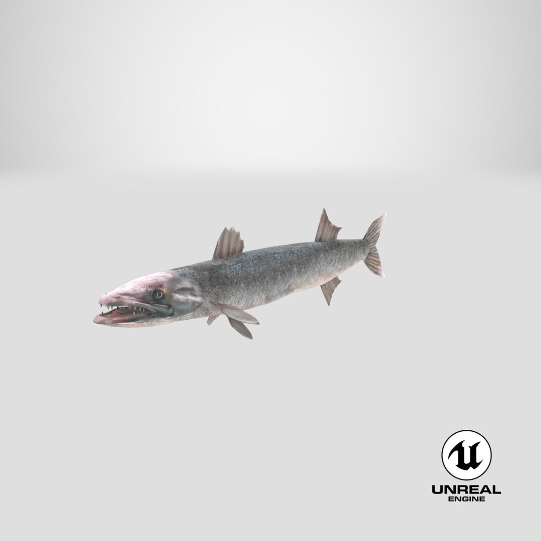 3d barracuda fish ray-finned https://p.turbosquid.com/ts-thumb/tV/pEbNOR/4w/stemcell_unreal_render/png/1628173644/1920x1080/fit_q87/92abc42b18afd5460dcd18099c80a731fa25c379/stemcell_unreal_render.jpg