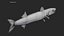 Barracuda