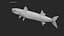 Barracuda