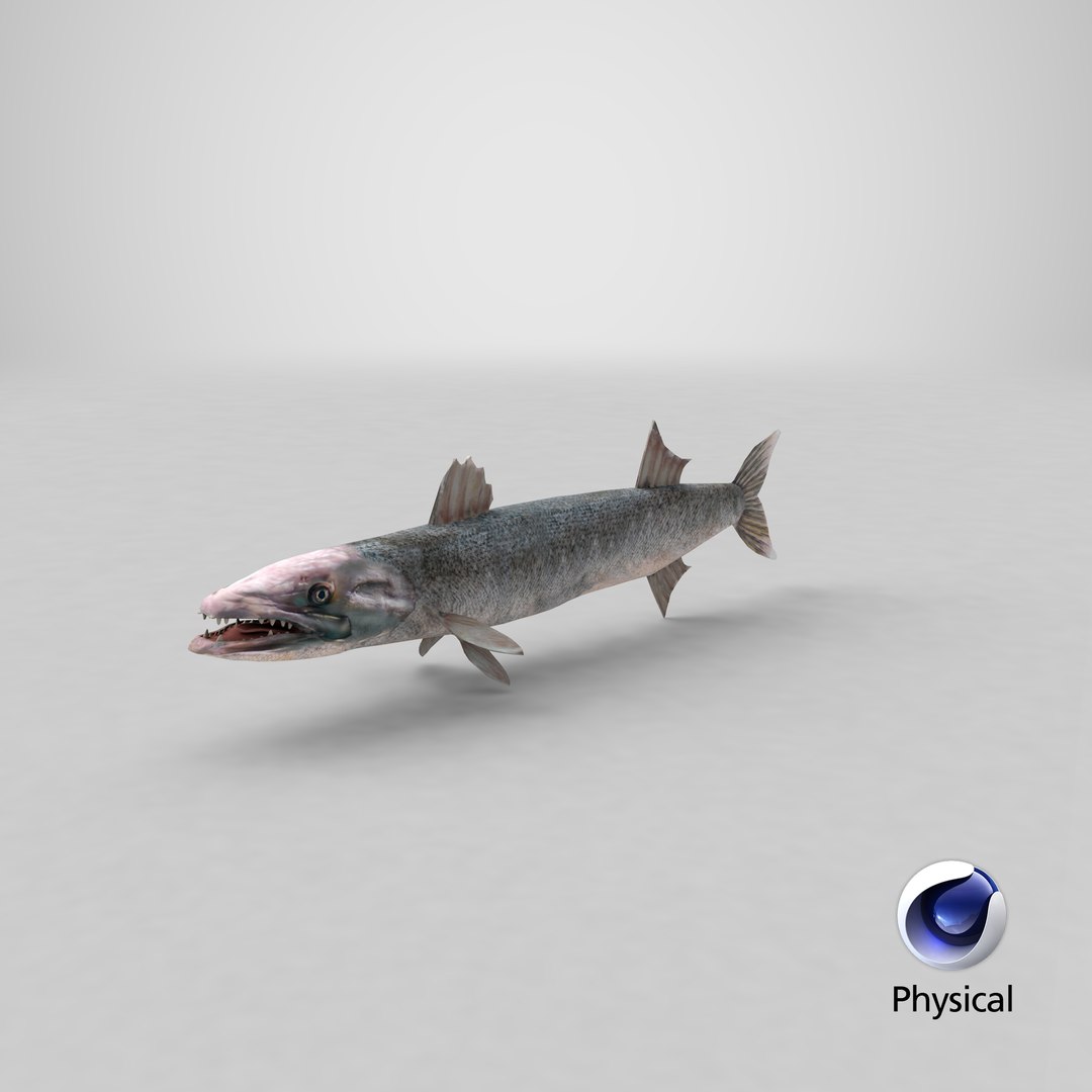 3d barracuda fish ray-finned https://p.turbosquid.com/ts-thumb/tV/pEbNOR/Ap/stemcell_cinema_4d_physical_render/png/1628173641/1920x1080/fit_q87/9abfee34a2c4afc2fb38b0fbe10d0fad1d07e057/stemcell_cinema_4d_physical_render.jpg