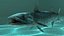 Barracuda