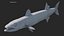 Barracuda
