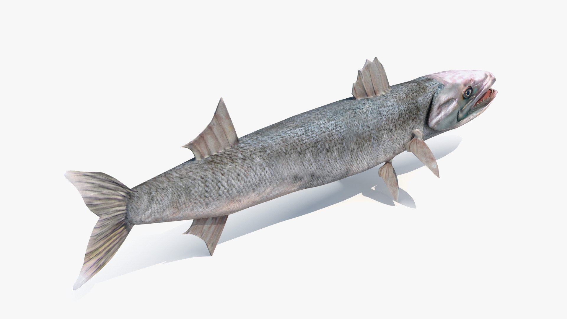 3d barracuda fish ray-finned https://p.turbosquid.com/ts-thumb/tV/pEbNOR/PG/barra006/jpg/1626966964/1920x1080/fit_q87/0b52dfd076745ec6e2a87d92a3c3be69f95439f1/barra006.jpg