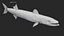 Barracuda