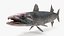Barracuda