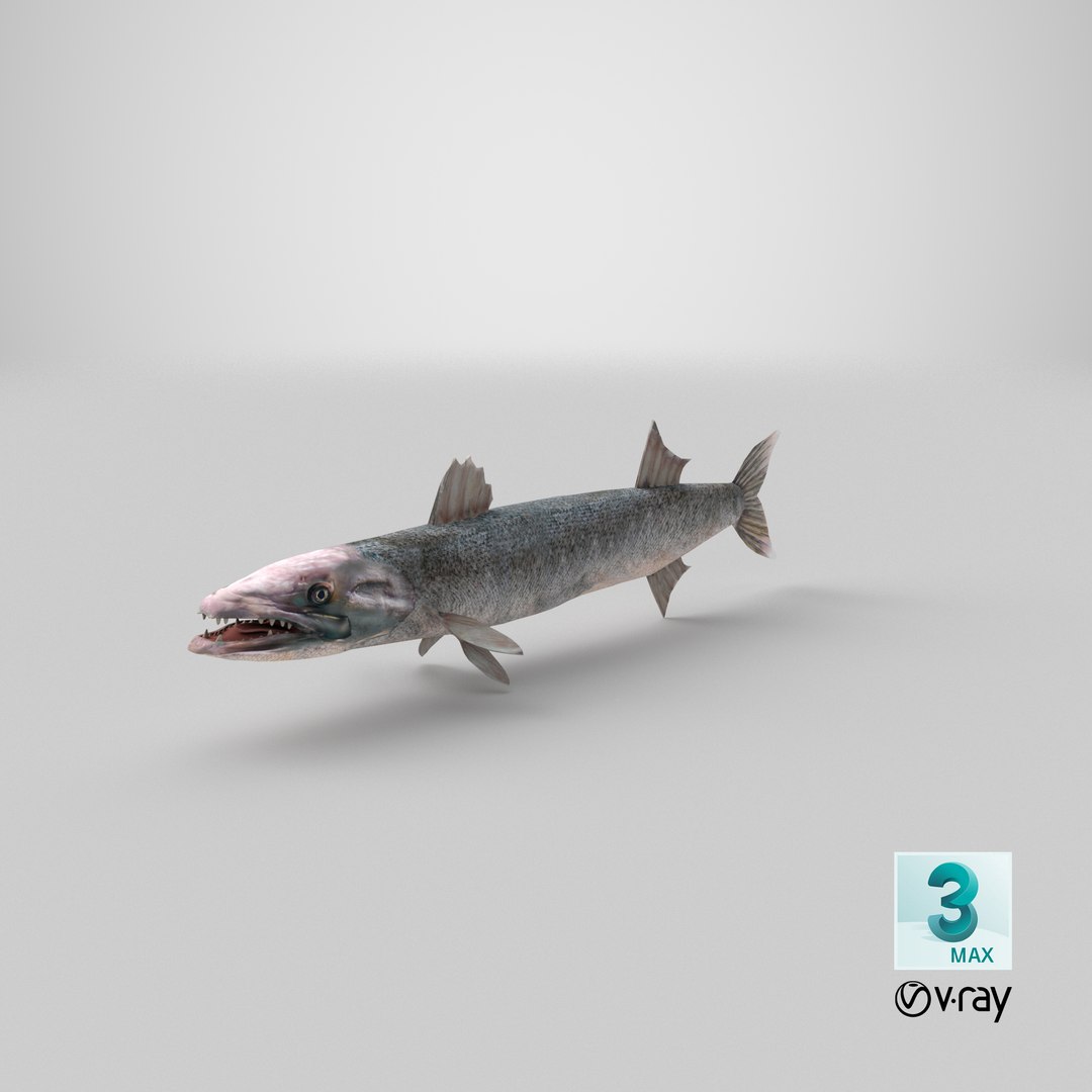 3d barracuda fish ray-finned https://p.turbosquid.com/ts-thumb/tV/pEbNOR/SM/stemcell_max_vray_render/png/1628173648/1920x1080/fit_q87/edb5baca89311ecc01bb8c39151c1c94821d8f37/stemcell_max_vray_render.jpg