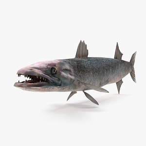 Barracuda