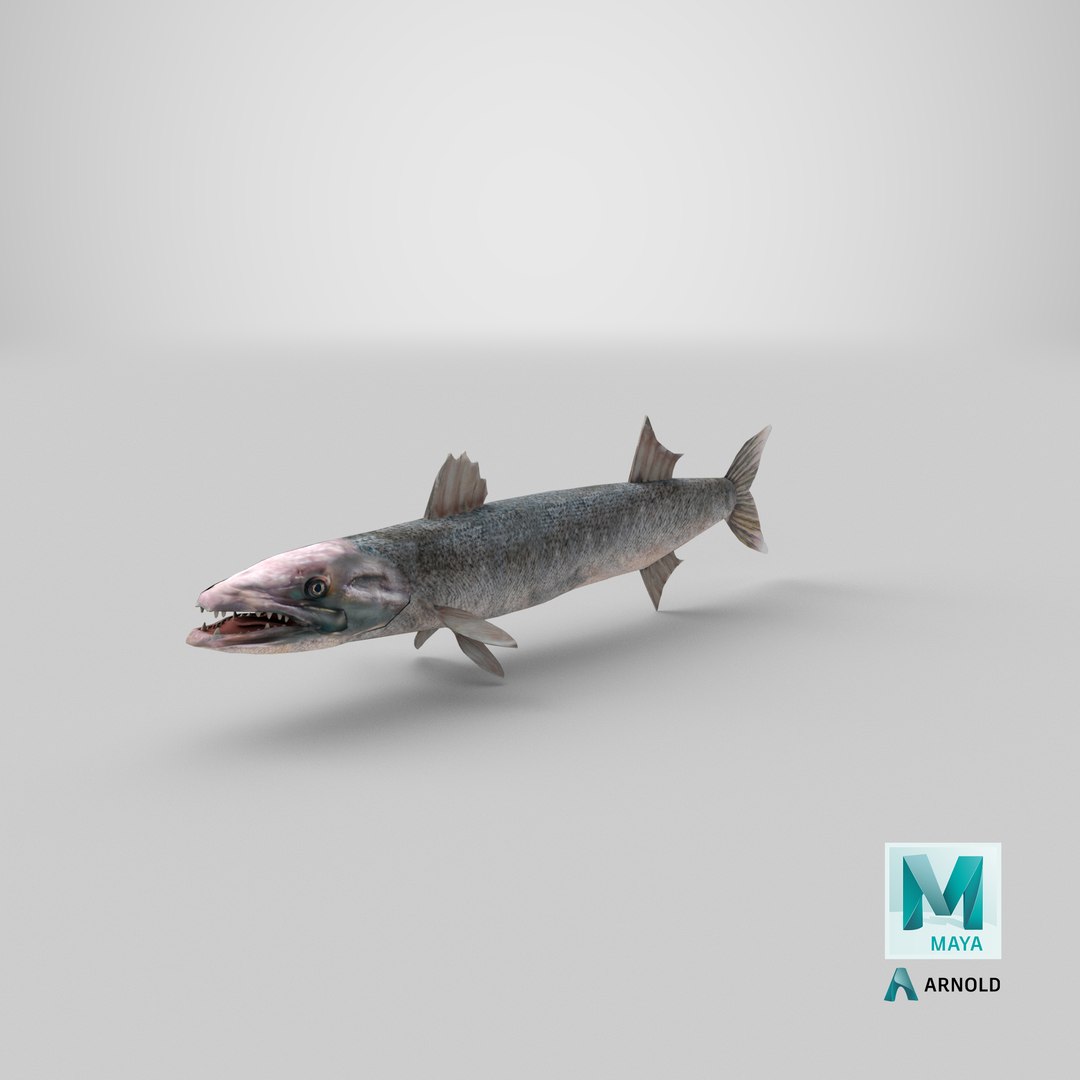 3d barracuda fish ray-finned https://p.turbosquid.com/ts-thumb/tV/pEbNOR/Zx/stemcell_maya_arnold_render/png/1628173649/1920x1080/fit_q87/24304b28e3fa0f23a9e3c562b4f72c8a429b2273/stemcell_maya_arnold_render.jpg