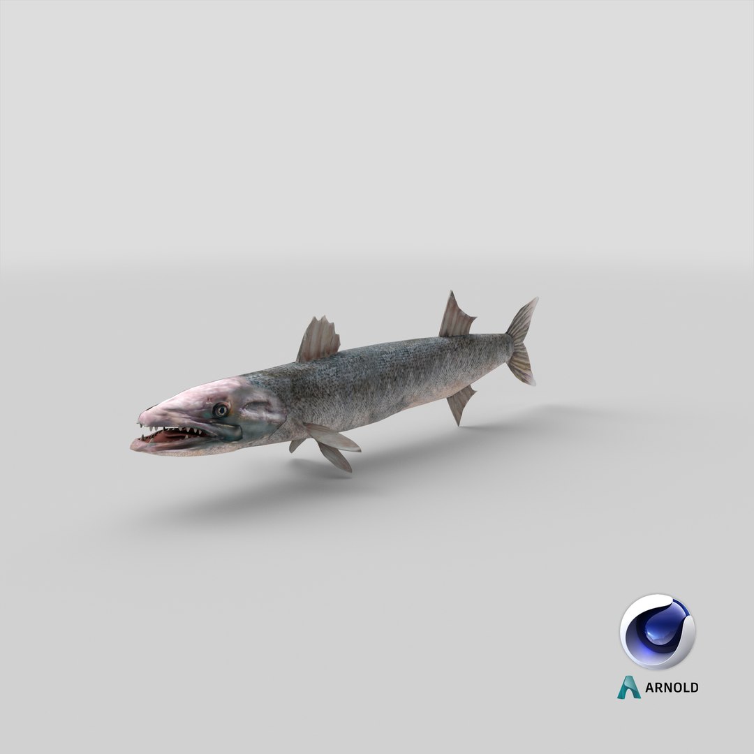 3d barracuda fish ray-finned https://p.turbosquid.com/ts-thumb/tV/pEbNOR/aP/stemcell_cinema_4d_arnold_render/png/1628173642/1920x1080/fit_q87/f0ac672a3048aea0ee48481519ac55945ae5df17/stemcell_cinema_4d_arnold_render.jpg