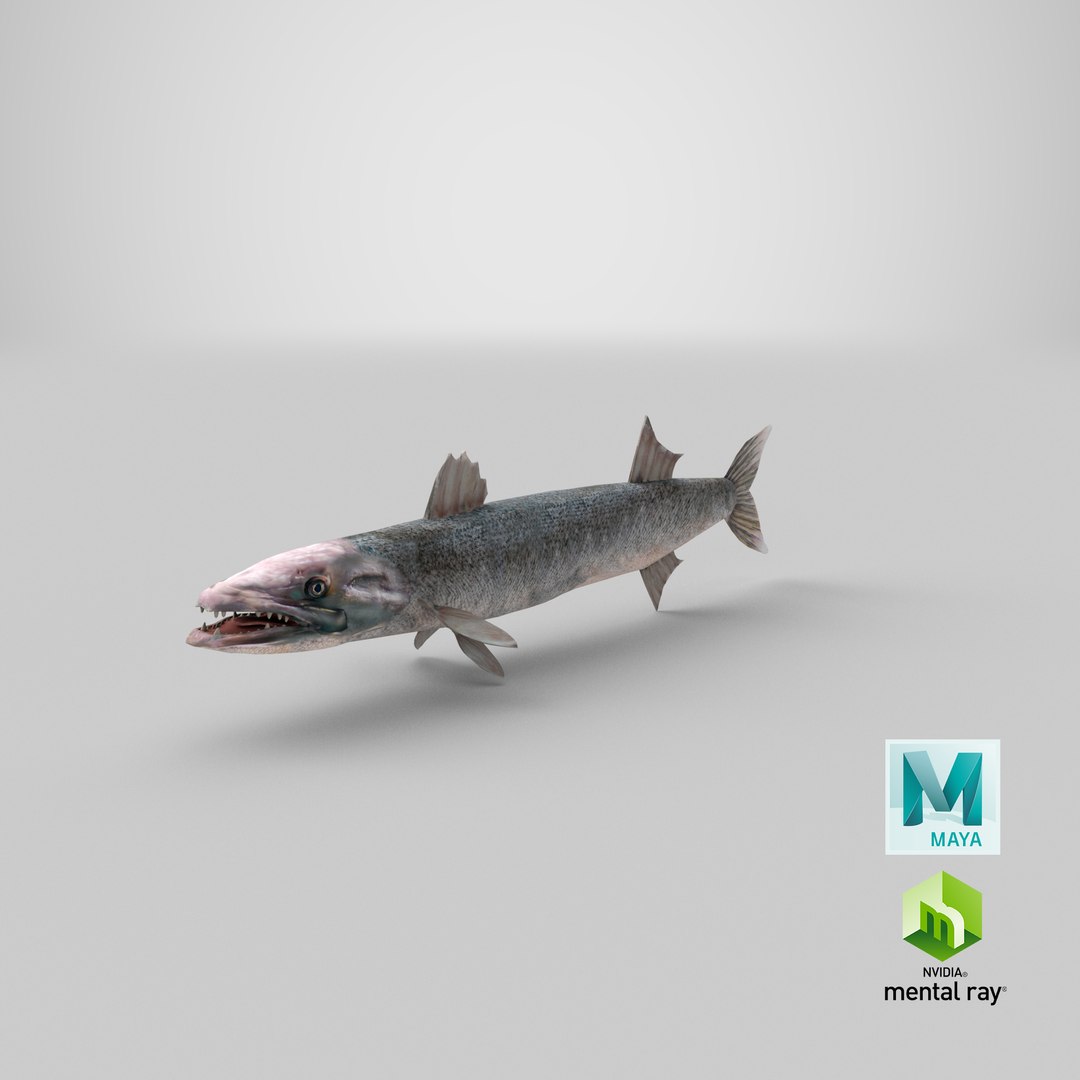 3d barracuda fish ray-finned https://p.turbosquid.com/ts-thumb/tV/pEbNOR/cB/stemcell_maya_mental_ray_render/png/1628173650/1920x1080/fit_q87/fa6d3508ef6a4449f7ff7af62b0e3ac183b31071/stemcell_maya_mental_ray_render.jpg
