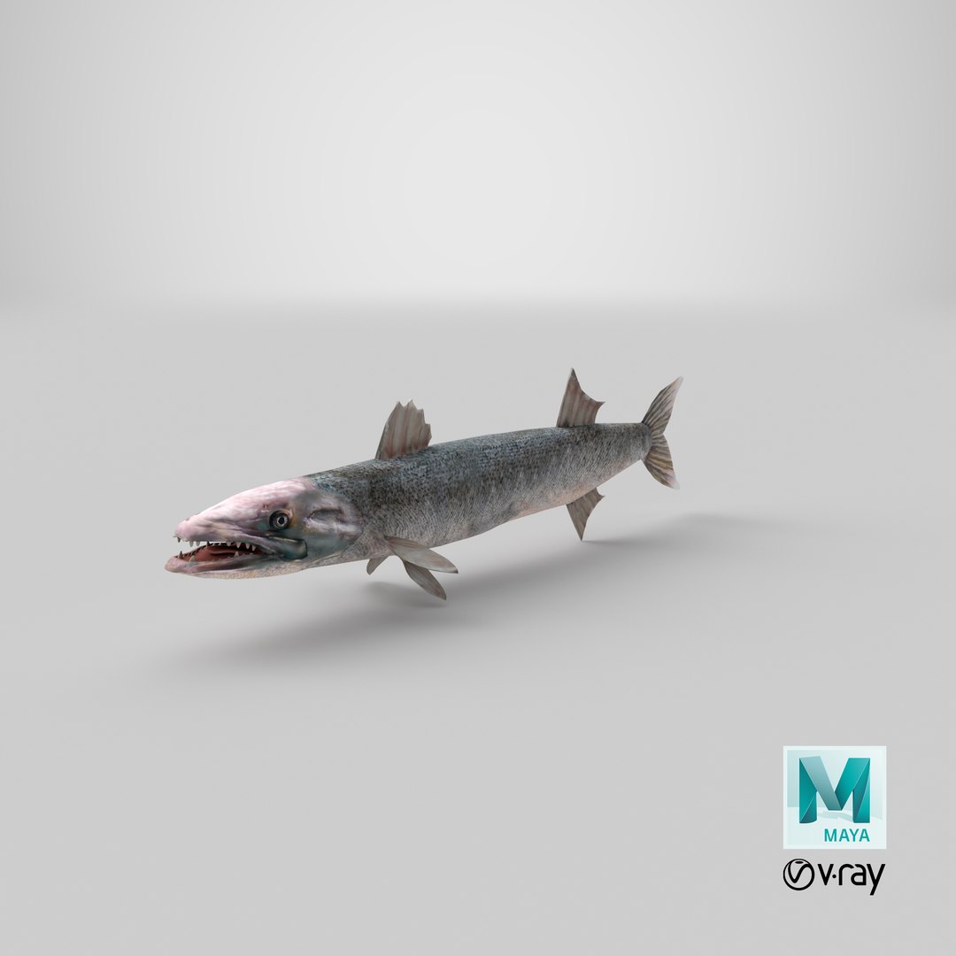 3d barracuda fish ray-finned https://p.turbosquid.com/ts-thumb/tV/pEbNOR/p0/stemcell_maya_vray_render/png/1628173651/1920x1080/fit_q87/3be2e059df13cc7371ff6b5b8c206e33e25d7d0a/stemcell_maya_vray_render.jpg