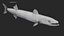 Barracuda