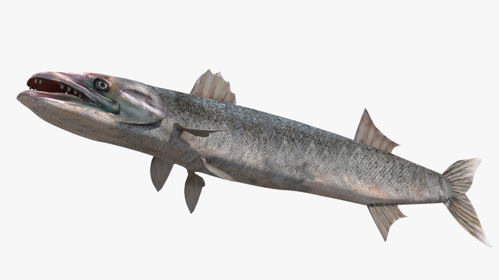 3d barracuda fish ray-finned https://p.turbosquid.com/ts-thumb/tV/pEbNOR/tl/barra008/jpg/1626966967/1920x1080/fit_q87/050ca6c56bf6d0a00dc5b676e6147f2d2f80a25d/barra008.jpg