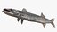 Barracuda