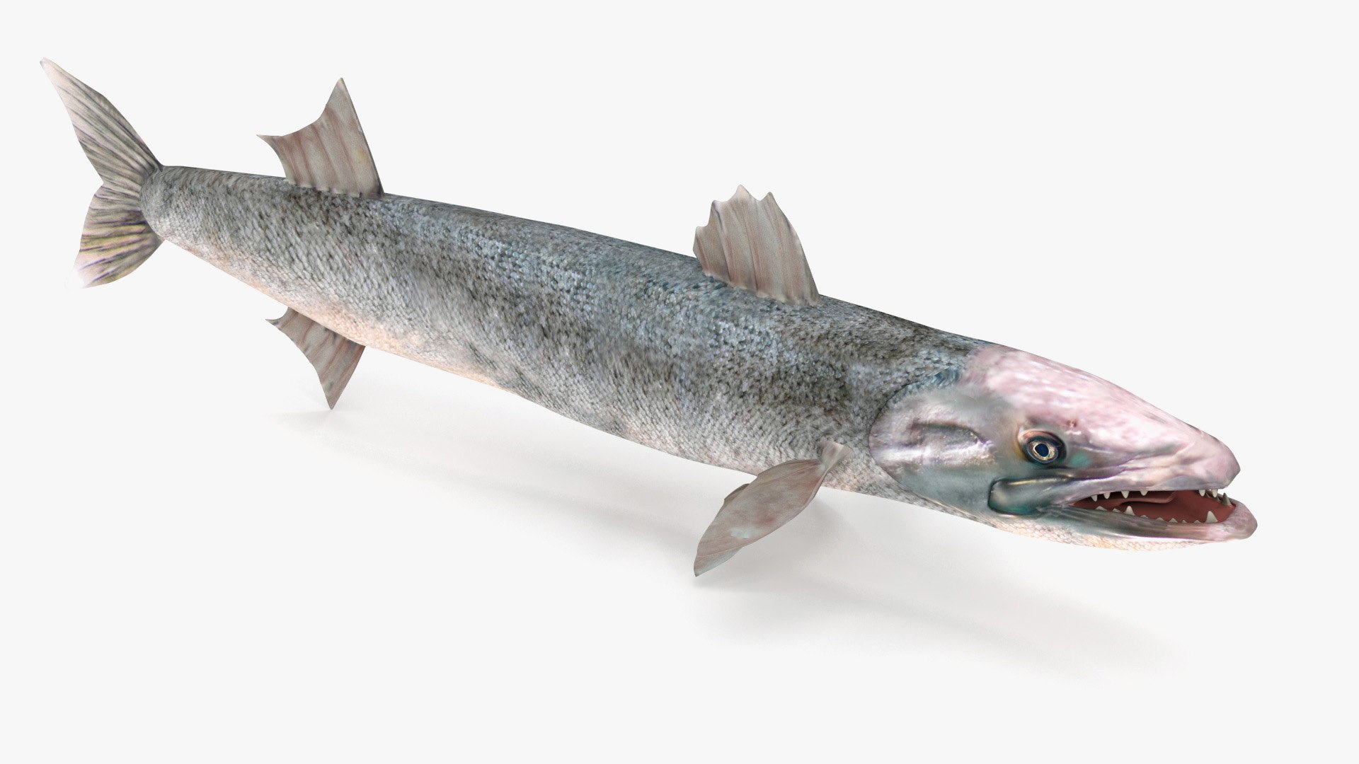 3d barracuda fish ray-finned https://p.turbosquid.com/ts-thumb/tV/pEbNOR/vJ/barra005/jpg/1626966967/1920x1080/fit_q87/2661a3957ad7f30dc94455a37bfe2c590a1e77f6/barra005.jpg