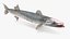 Barracuda
