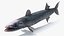 Barracuda