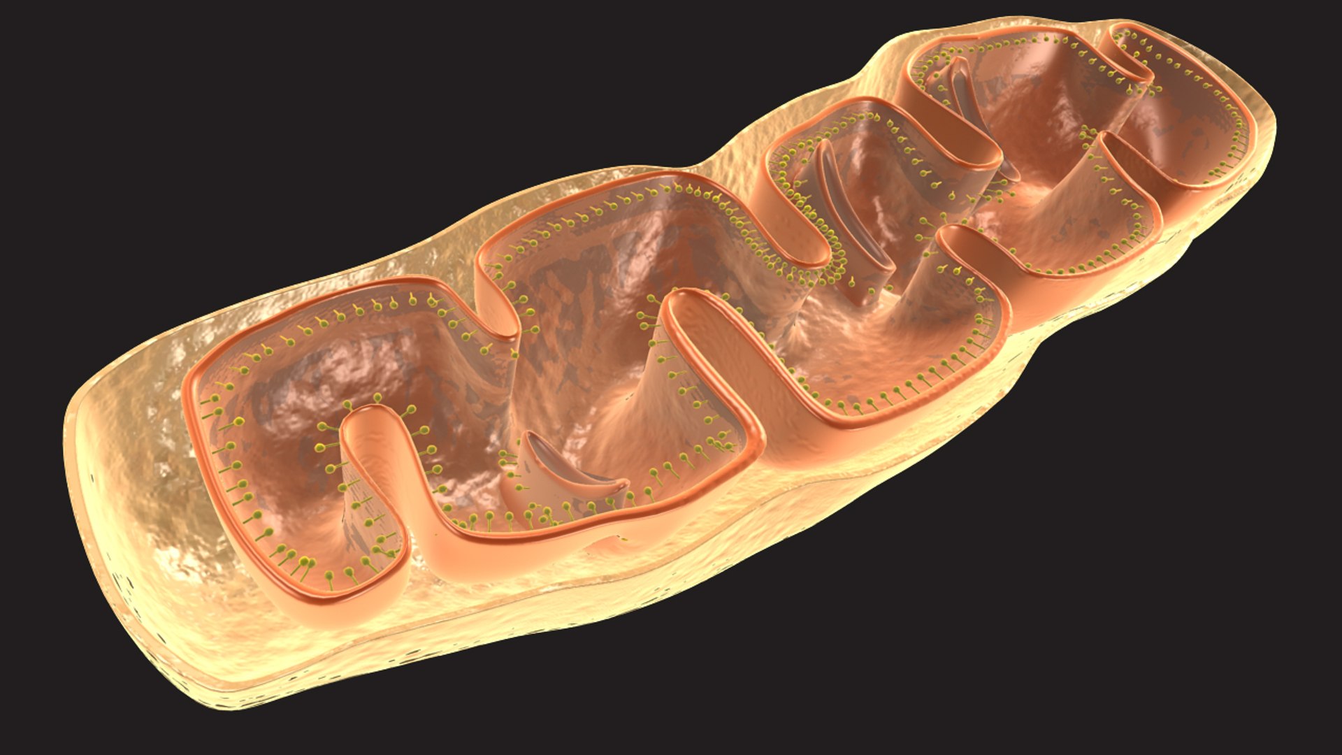 photorespiration 3d animation