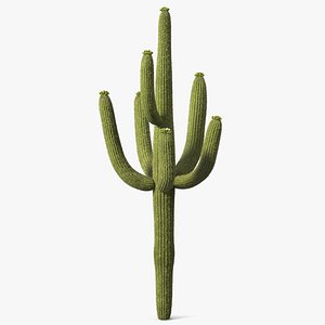 Saguaro Cactus Fur 3D model