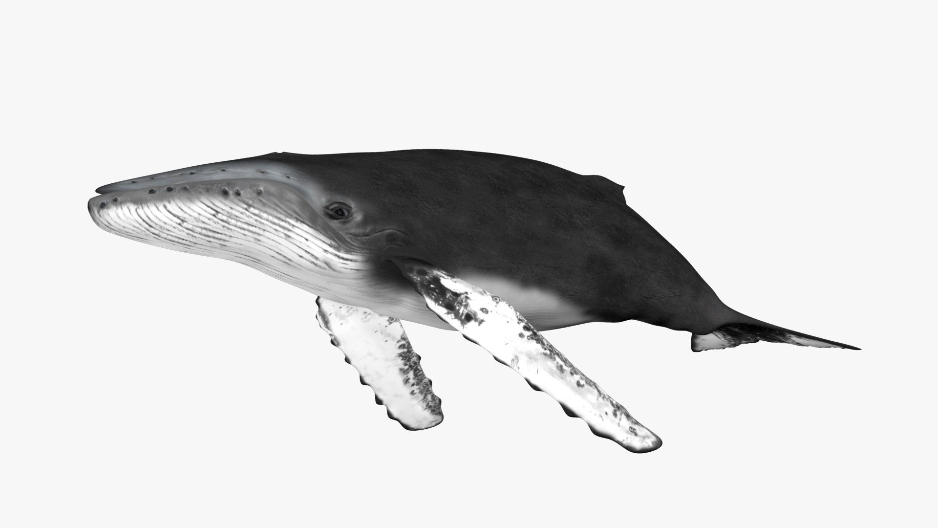 木彫　ザトウクジラ Humpback whale　31㎝ 木彫 ザトウクジラ Humpback whale 31㎝