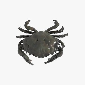 Crab Animated