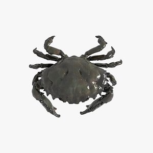 Crab Animated