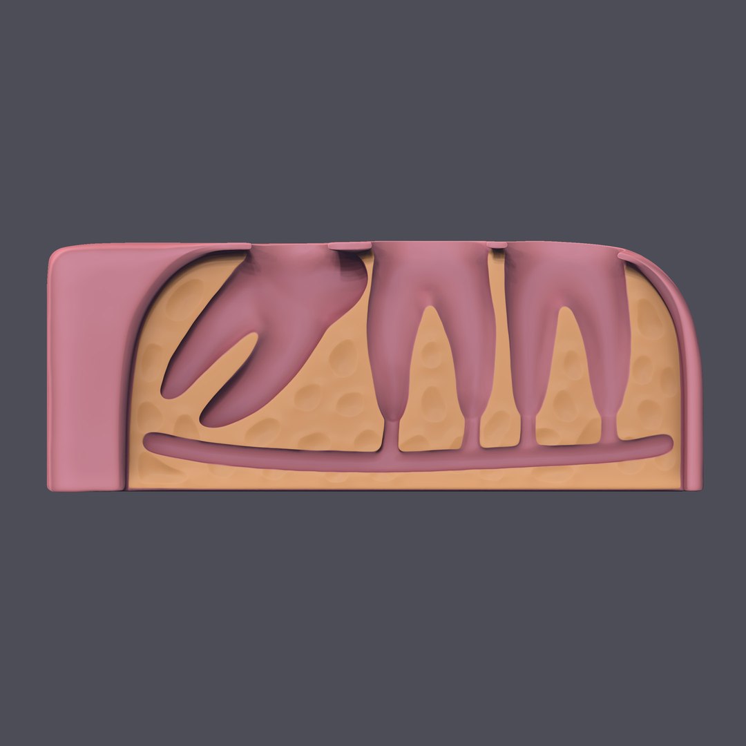 3D wisdom impaction tooth https://p.turbosquid.com/ts-thumb/tW/2ePjhg/mxi0zmhh/04/jpg/1573732433/1920x1080/fit_q87/8a3f8bc8be3e50888957fa74b2aa0b658417b42f/04.jpg