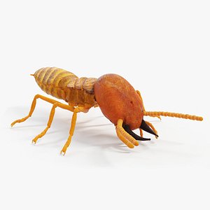 Termite Static 3D model