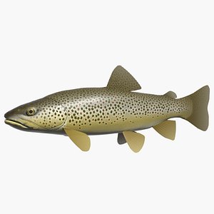 Brown trout
