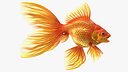 Orange Fancy Fantail Goldfish