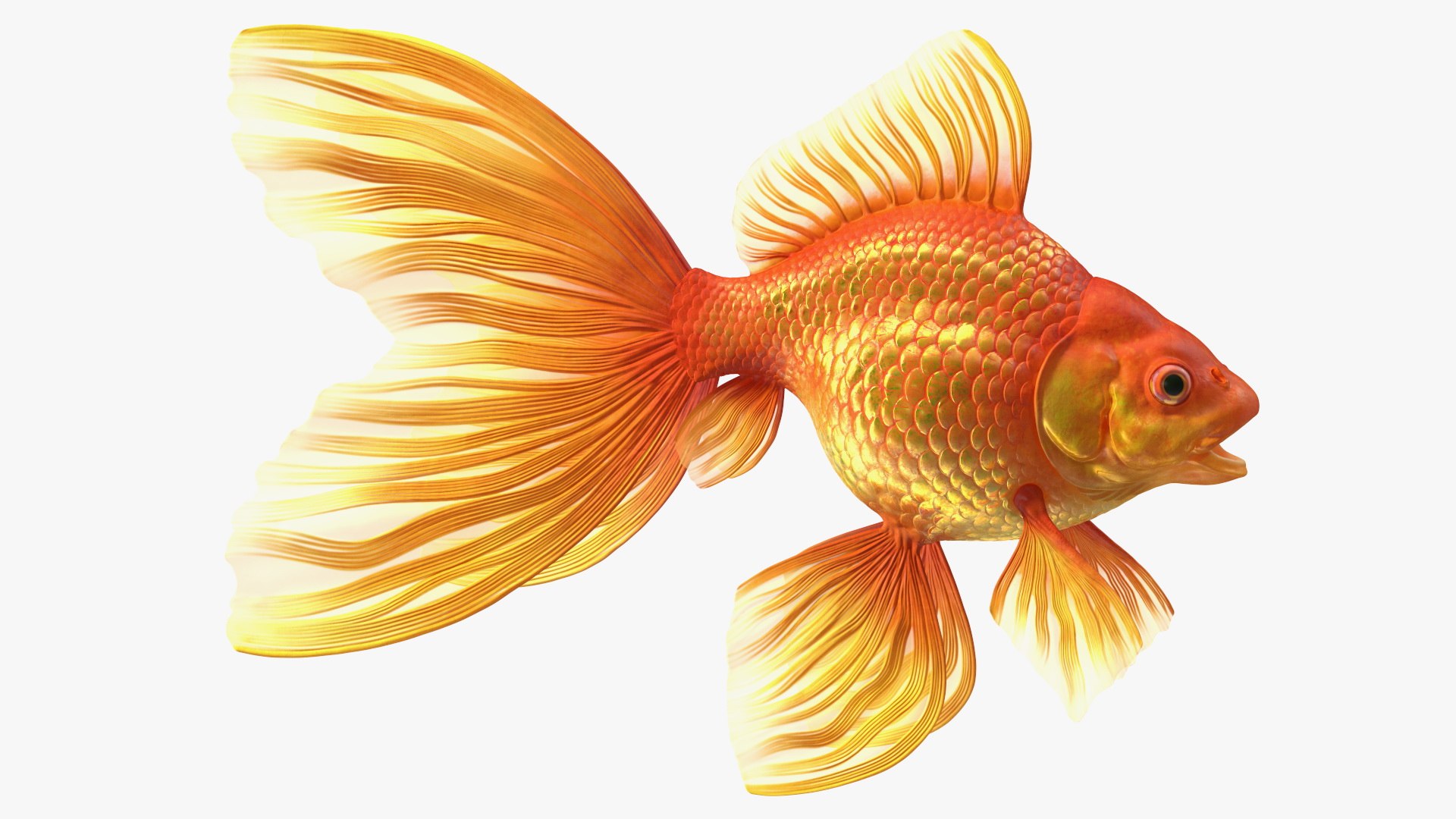Aquarium Fish Collection 2 3D model https://p.turbosquid.com/ts-thumb/tW/NjrohL/Rg/orangefancyfantailgoldfishmb3dmodel001/jpg/1790601428/1920x1080/fit_q87/e5fd6a27ba46195fb1e446f29d32c619dd04d220/orangefancyfantailgoldfishmb3dmodel001.jpg