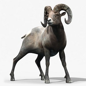 3d model bighorn sheep rigged horns