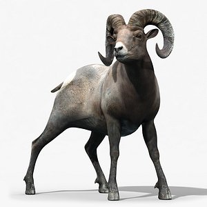 Bighorn sheep(RIGGED)