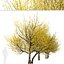3D Set of Flowering Cornus mas or Cornelian cherry Trees - 2 Trees